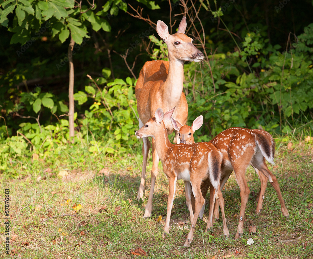Fawns and mom Fawns and mom