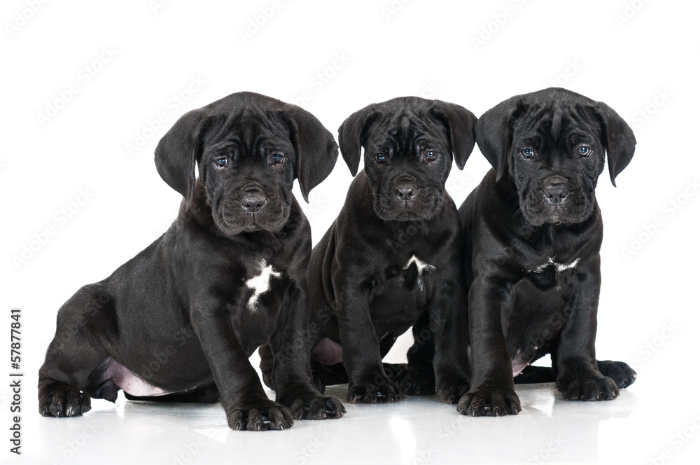 three cane corso puppies