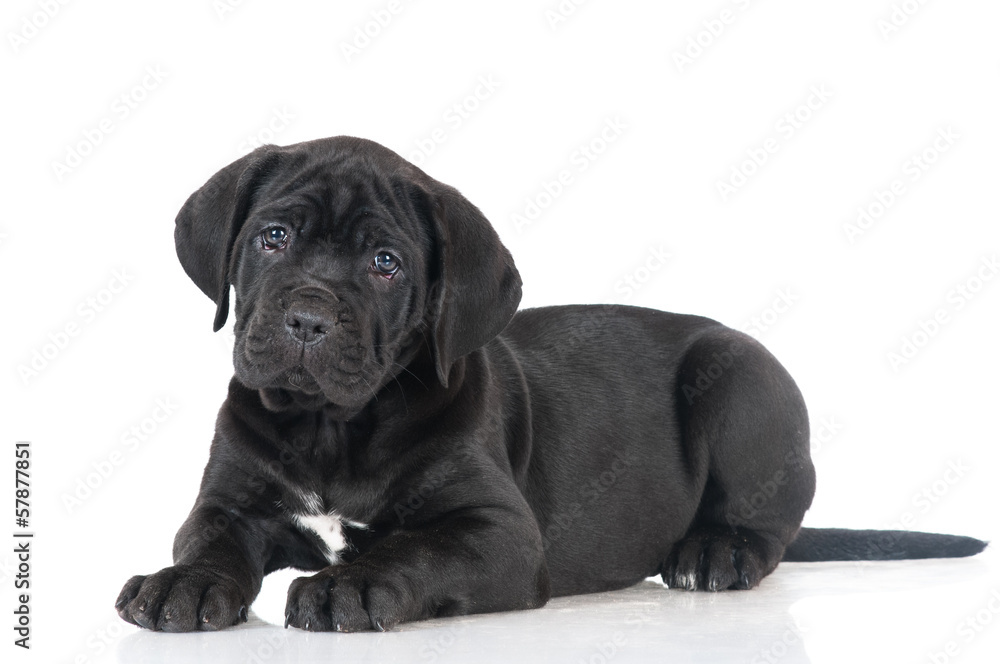 black cane corso puppy