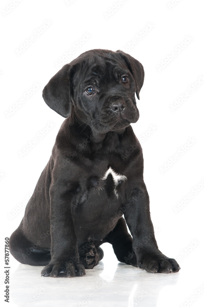 black cane corso puppy portrait black cane corso puppy portrait