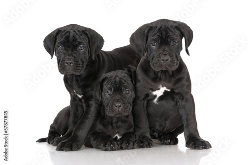 three adorable cane corso puppies