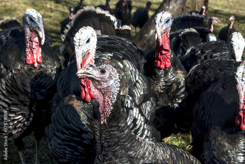 Free range domestic turkeys of meadow in mountain farmyard