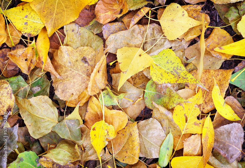 Autumn colorful leaves as background. Autumn colorful leaves as background.