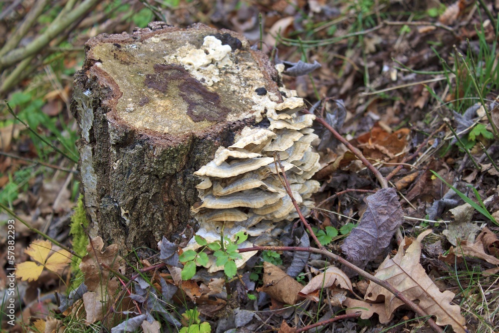Non-edible mushrooms on an old fallen tree Non-edible mushrooms on an old fallen tree
