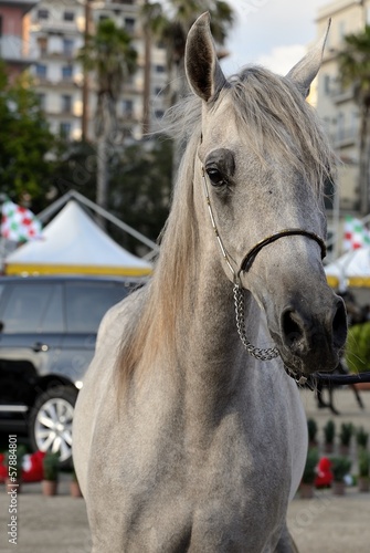 spettacolo di cavalli arabi ed egiziani a Salerno