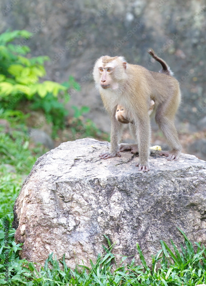 monkey family at zoo