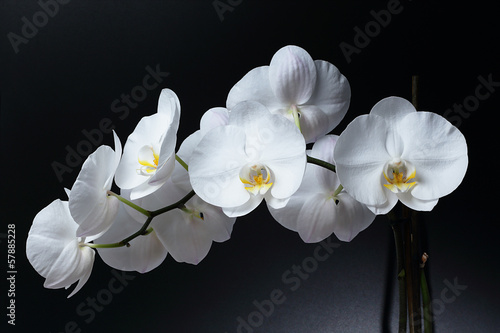 Fototapeta Naklejka Na Ścianę i Meble -  White Phalaenopsis orchid