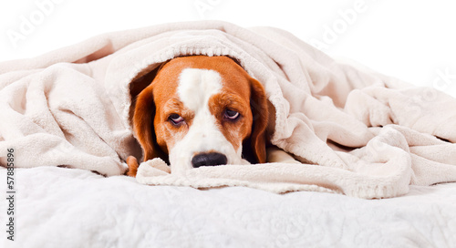 dog under a blanket on white