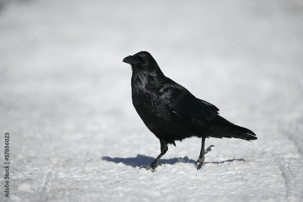 Raven, Corvus corax,