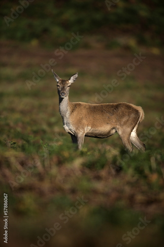 Red deer  Cervus elaphus