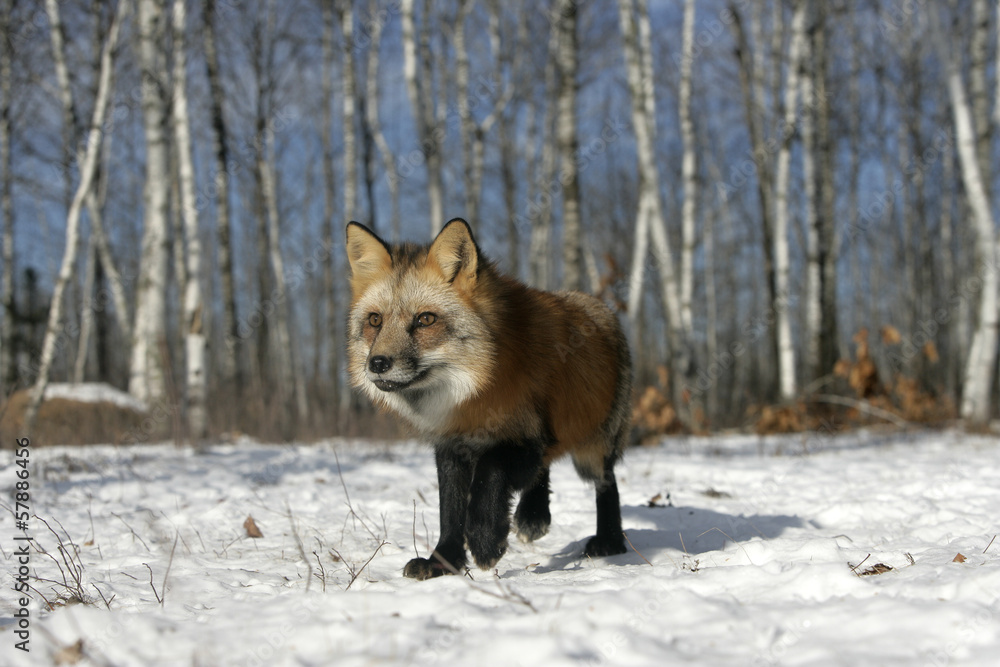 Fototapeta premium Red fox, Vulpes vulpes