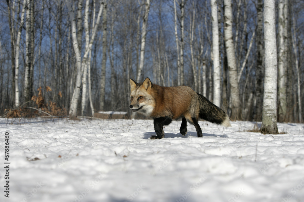 Fototapeta premium Red fox, Vulpes vulpes