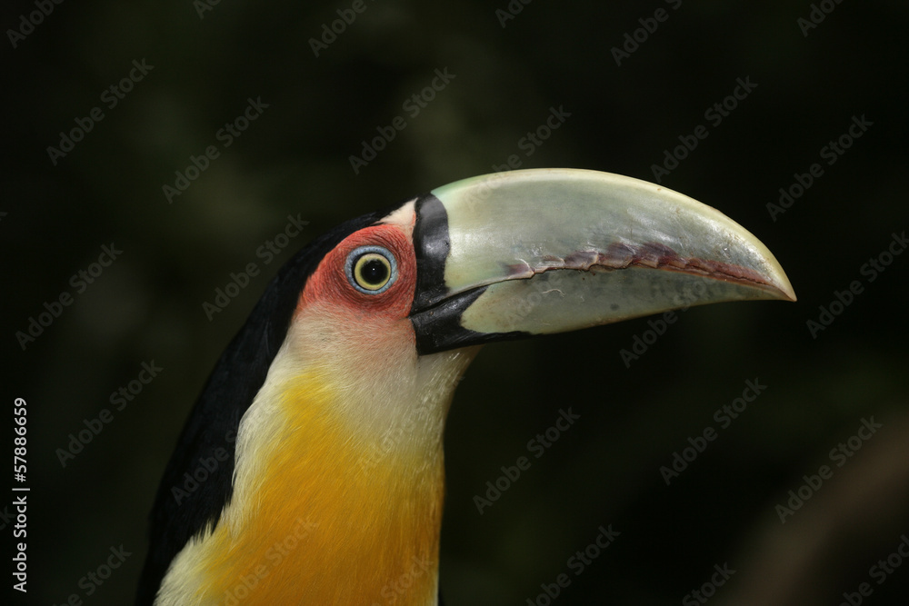 Red-breasted toucan, Ramphastos dicolorus Red-breasted toucan, Ramphastos dicolorus