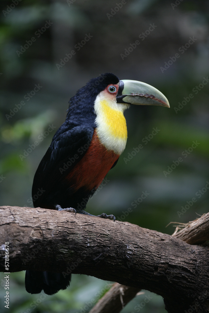 Obraz premium Red-breasted toucan, Ramphastos dicolorus