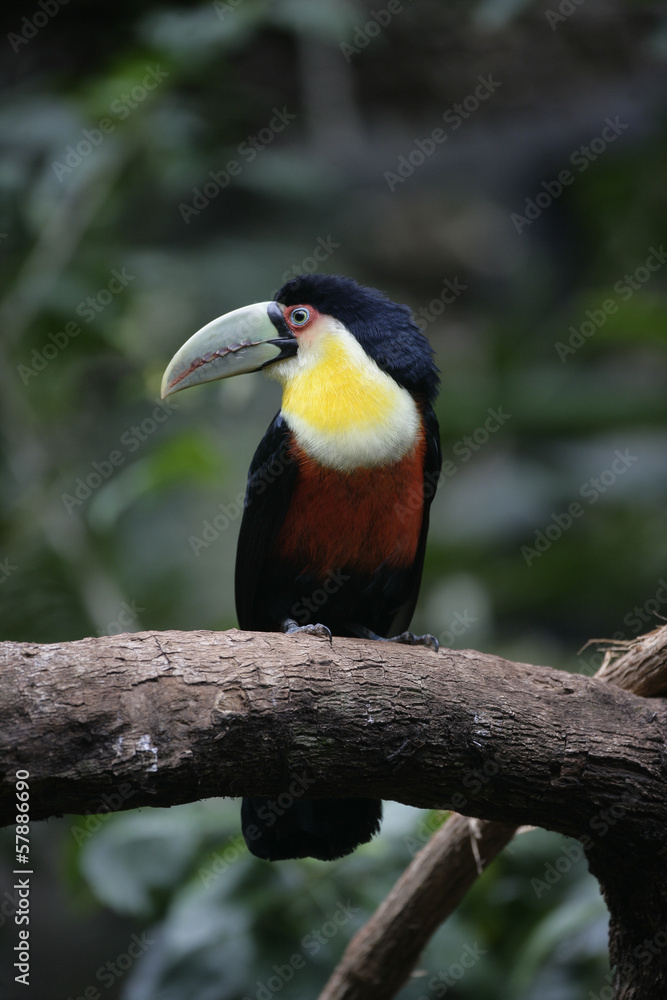 Red-breasted toucan, Ramphastos dicolorus Red-breasted toucan, Ramphastos dicolorus