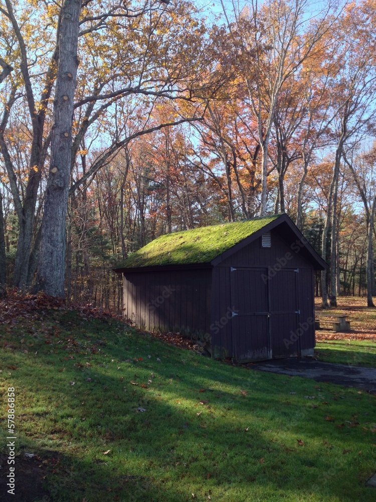 Shed in Fall Forest