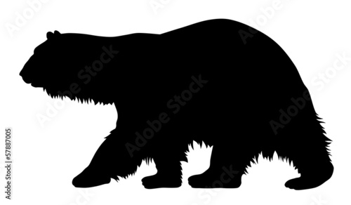 Polar bear