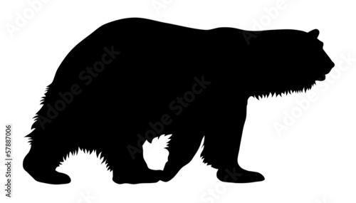 Polar bear