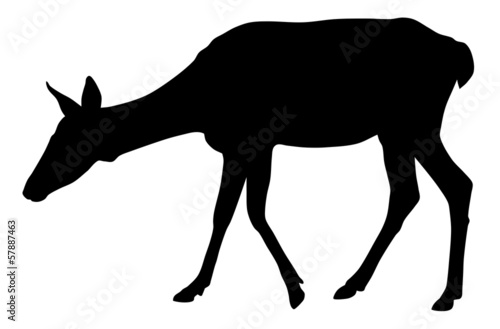 Roe