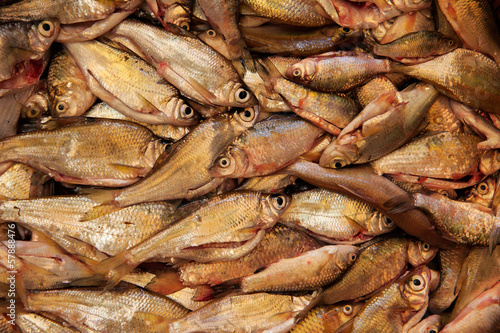 Fishes in a basket