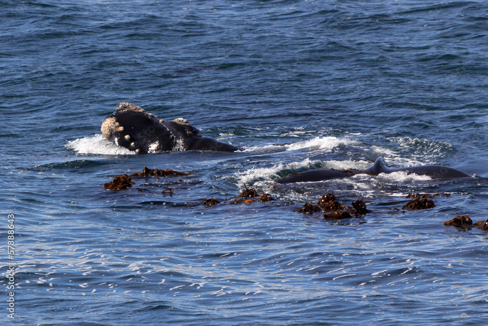 Fototapeta premium Südlicher Glattwal