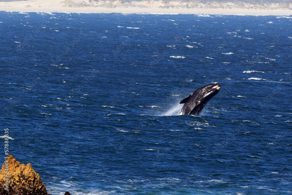 Fototapeta premium Springender Südlicher Glattwal