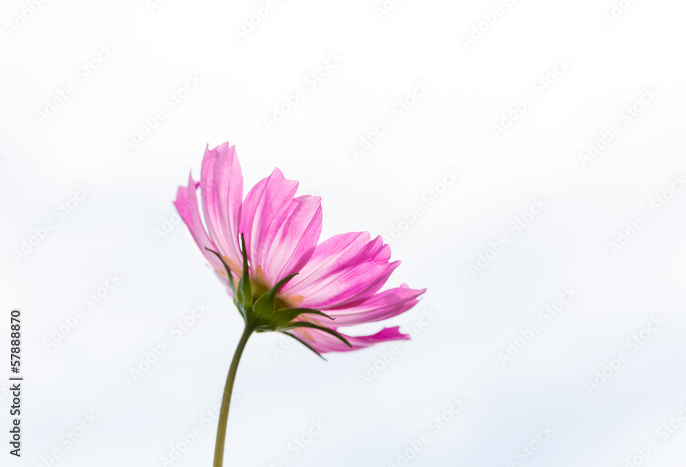 Fleur rose de cosmos - détouré Fleur rose de cosmos - détouré