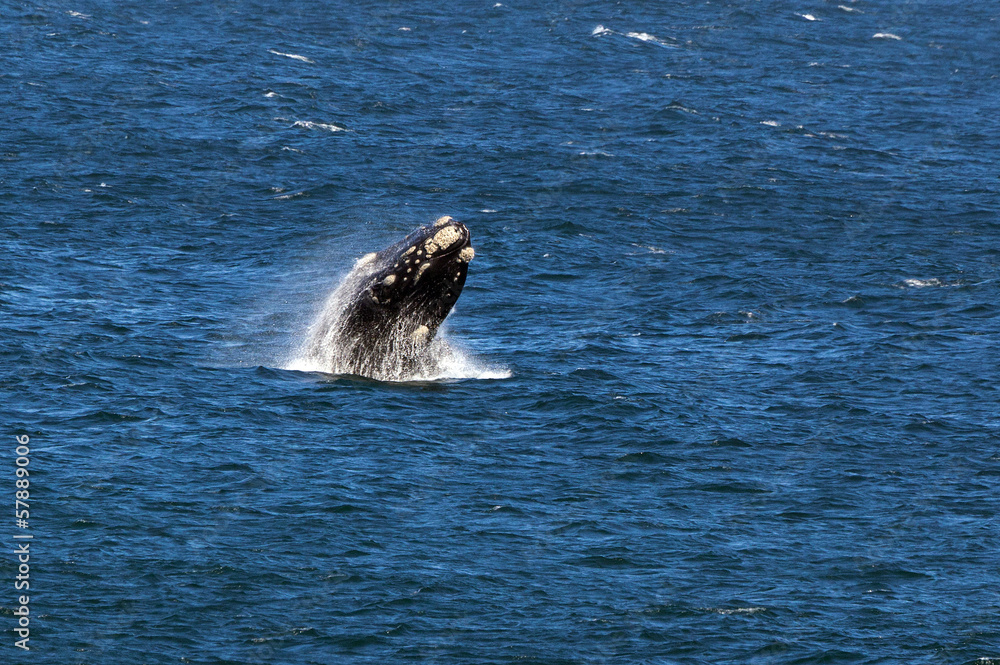 Fototapeta premium Springender Südlicher Glattwal
