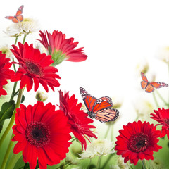Handdoek met foto Gerbera Bonte gerbera's met vlinder  © seqoya