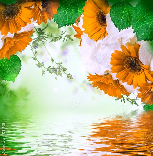 Fototapeta Naklejka Na Ścianę i Meble -  Multi-colored gerbera daisies on a white background