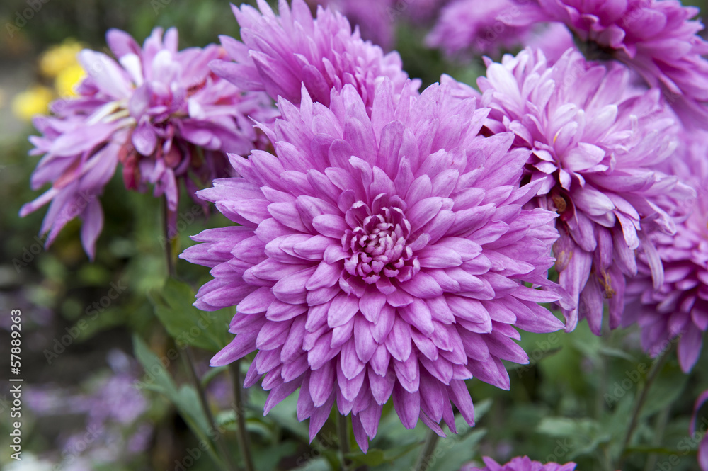 Chrysanthemum Chrysanthemum