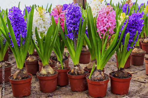 Hyacinth flowers