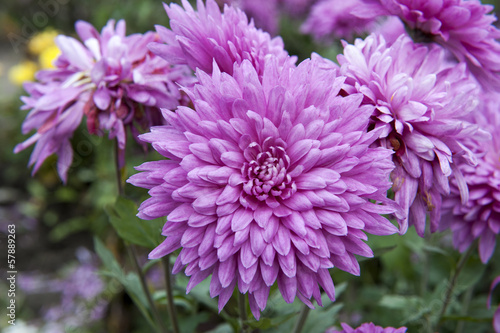 Chrysanthemum