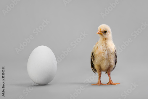 Fotografia chick and egg