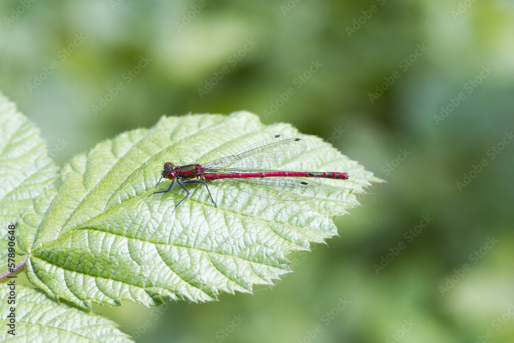 Red damselfly Red damselfly