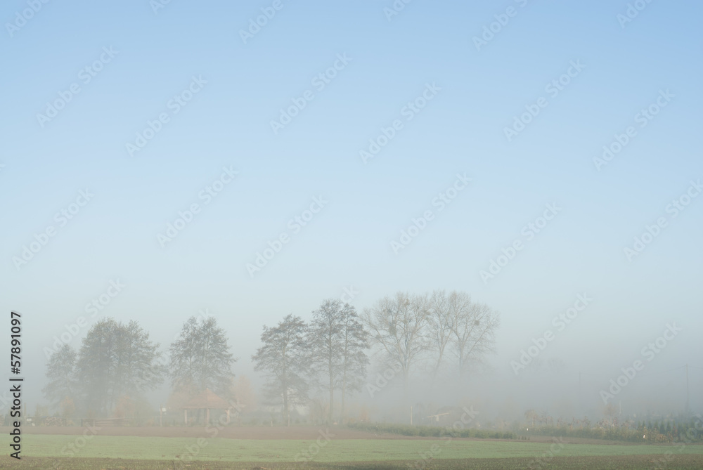 Obraz premium Distant Trees in Fog.