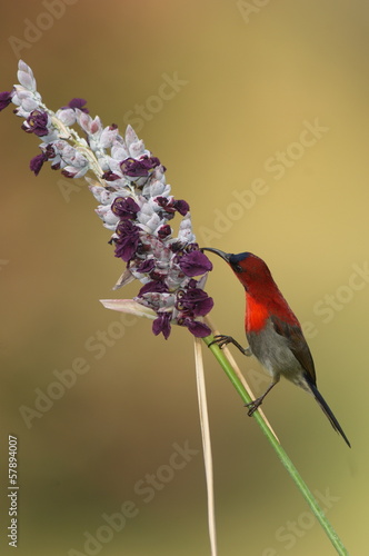Fotografia Crimson Sunbird