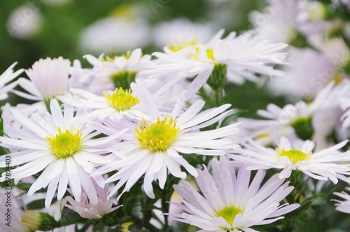 Aster weiss - Aster white 01