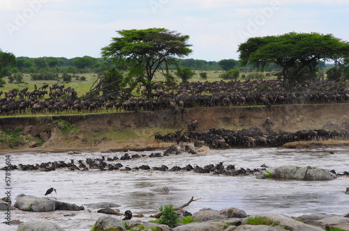 Mara River Crossing - The Great Migration