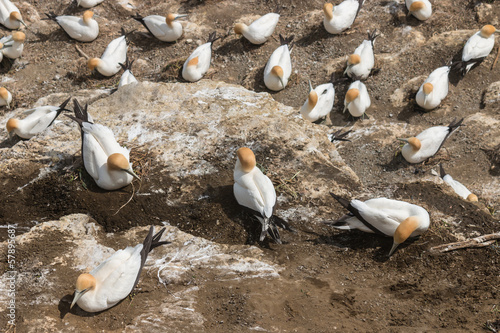 gannets nesting on cliffs