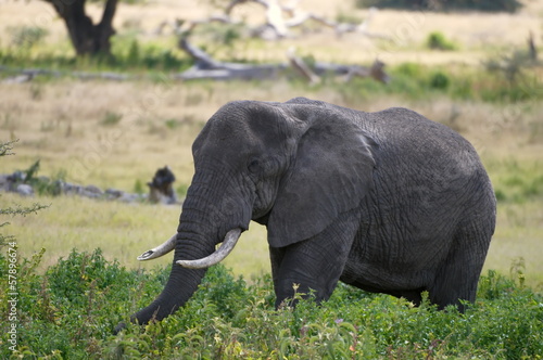 Elephant on the plains