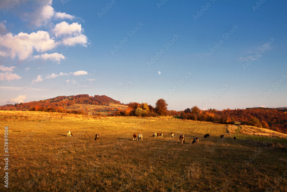 Fototapeta premium Cows on pasture in autumn