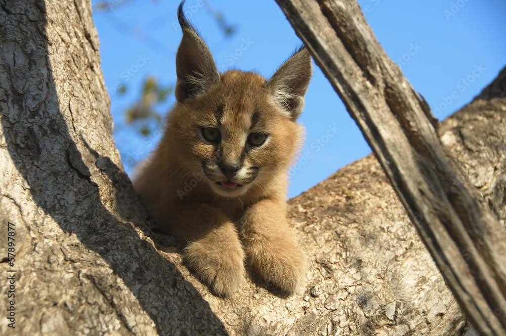 Fototapeta premium Portrait of a baby Caracal