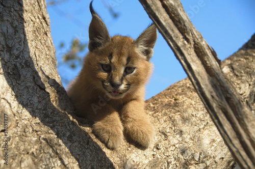 Portrait of a baby Caracal