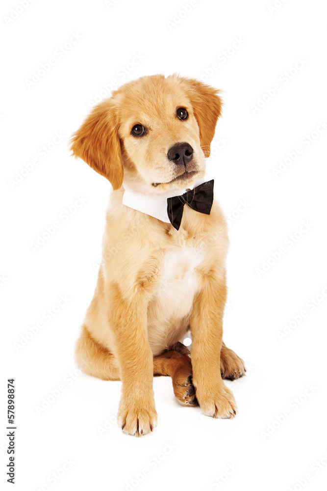 Golden Retriever Puppy Wearing Bow Tie
