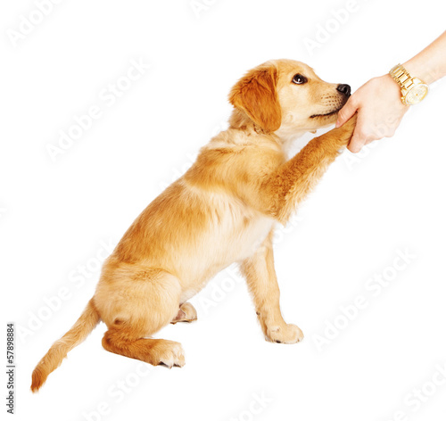 Golden Retriever Puppy Handshake