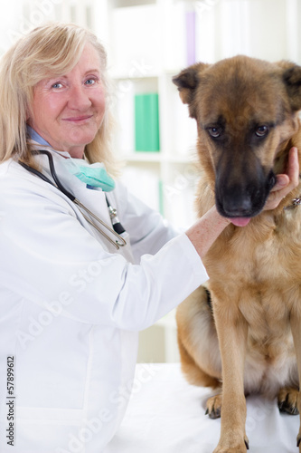 senior veterinarian hugging and calms the German Shepherd Dog