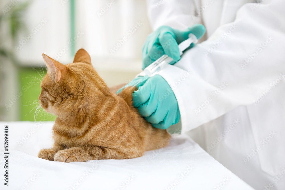 veterinary giving the vaccine to the cat veterinary giving the vaccine to the cat