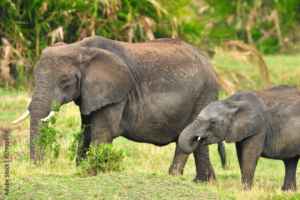 Obraz premium Elephant with her calf feeding away