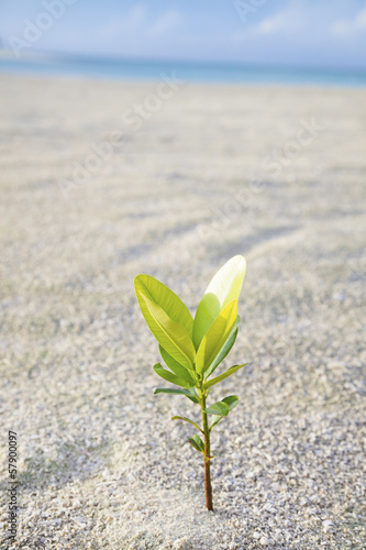 little tree on the sand beach